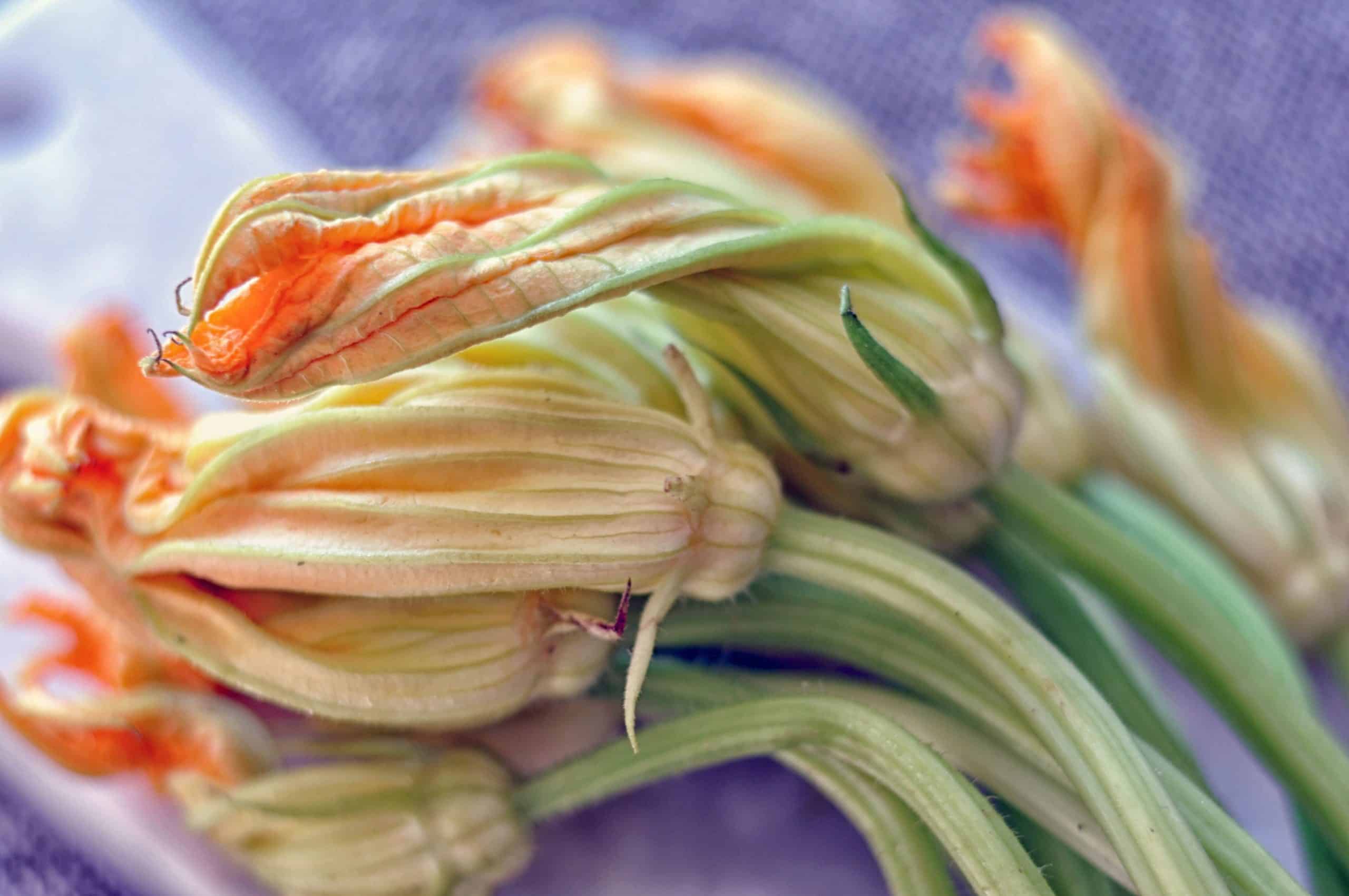 Stuffed Squash Blossoms Recipe This Healthy Table