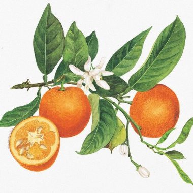 June 27 National Orange Blossom Day #NationalOrangeBlossomDay – The ...