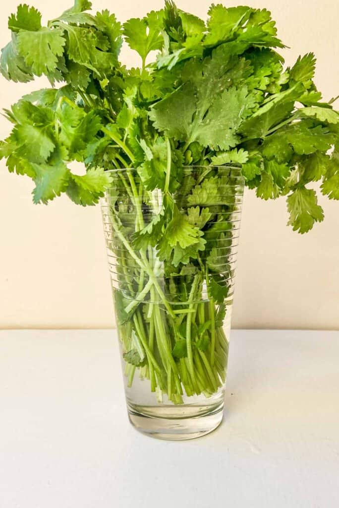 cilantro in a water glass