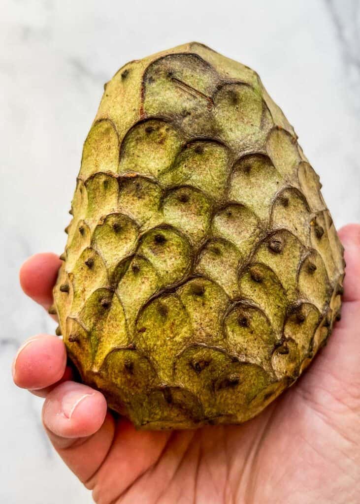 A large greenish-brown cherimoya being held in a hand.