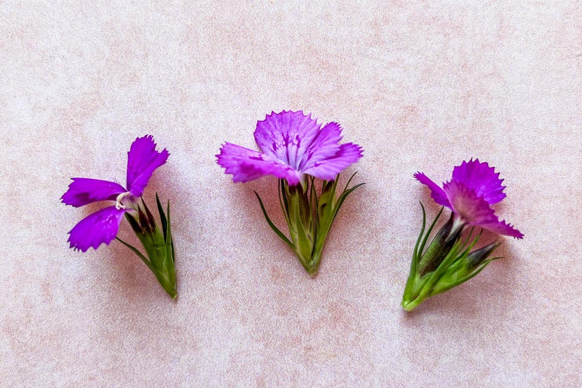 Three purple dianthus flowers.