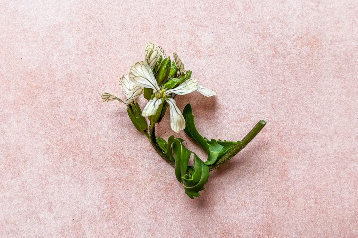 Arugula flowers and stem on a pink background.