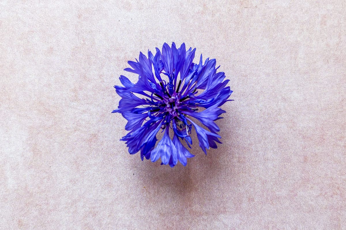 A blue cornflower on a pink background.