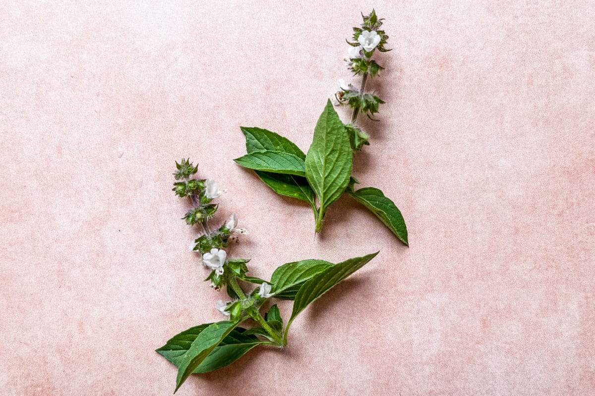 Basil flowers on a pink background.