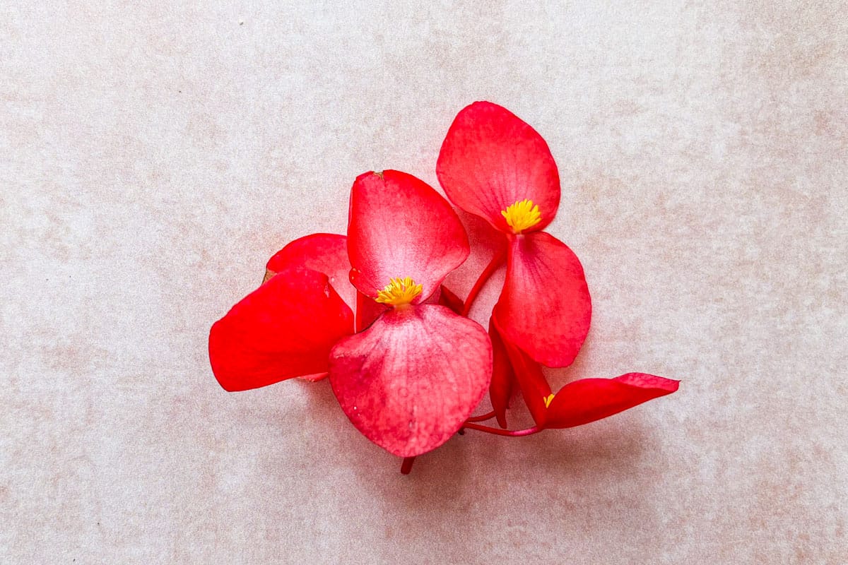 Bright pink begonia flowers.