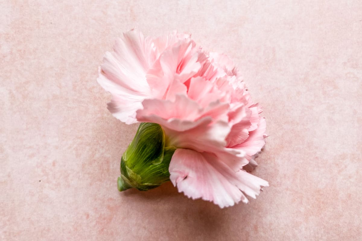 A pink carnation on a pink background.