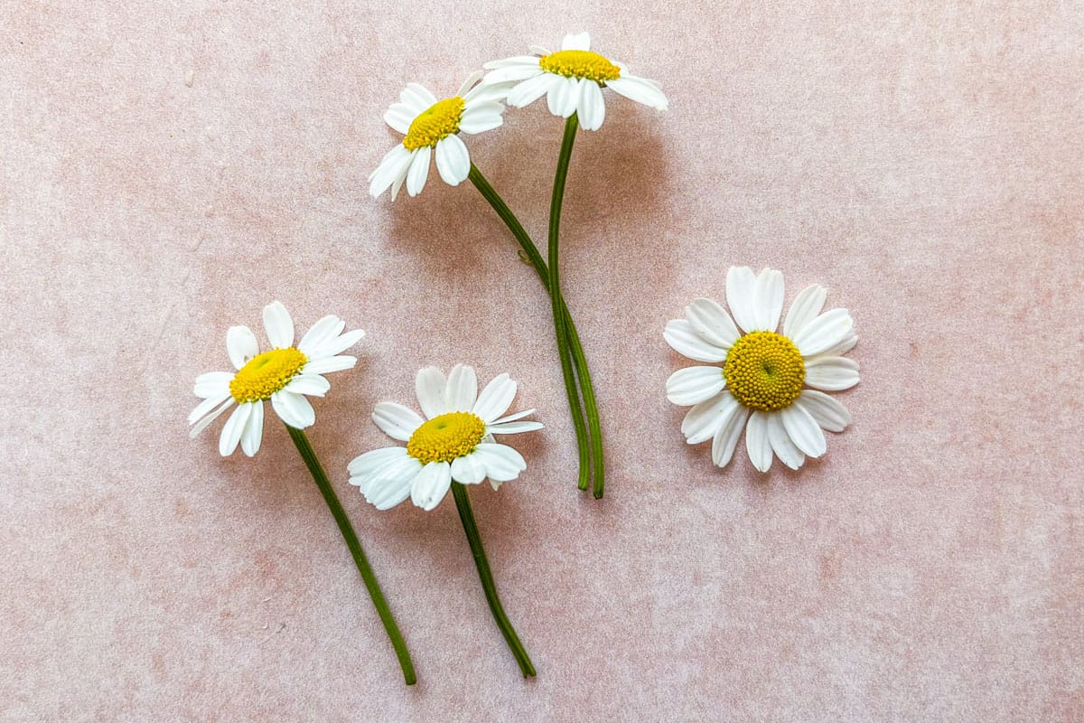 Chamomile flowers on a pink background.