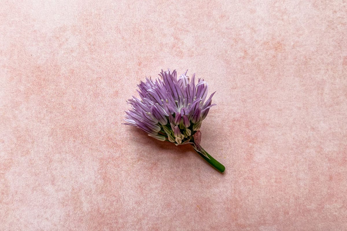 Chive blossom on a pink background.