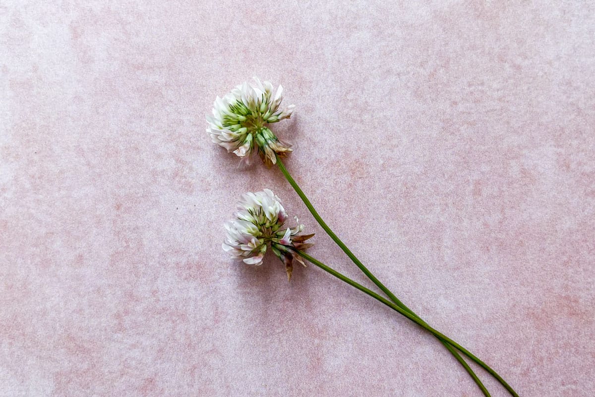 Two clover flowers.