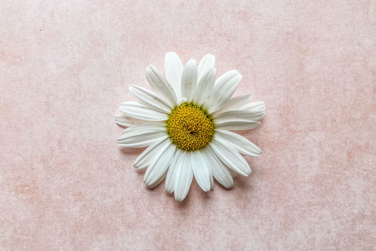 A white and yellow daisy flower.