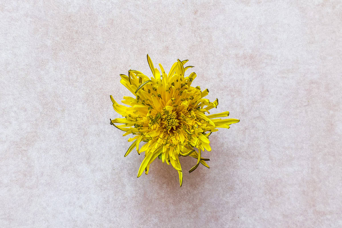 A dandelion on a pink background.