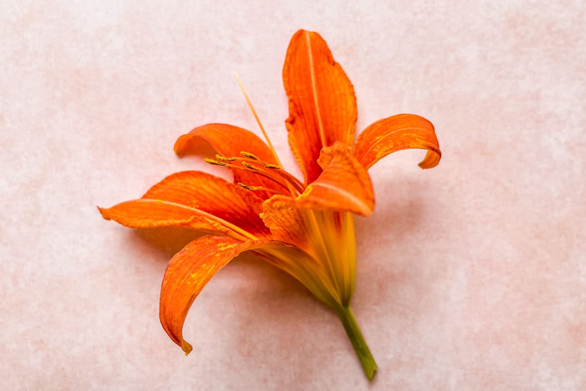 An orange daylily on a pink background.