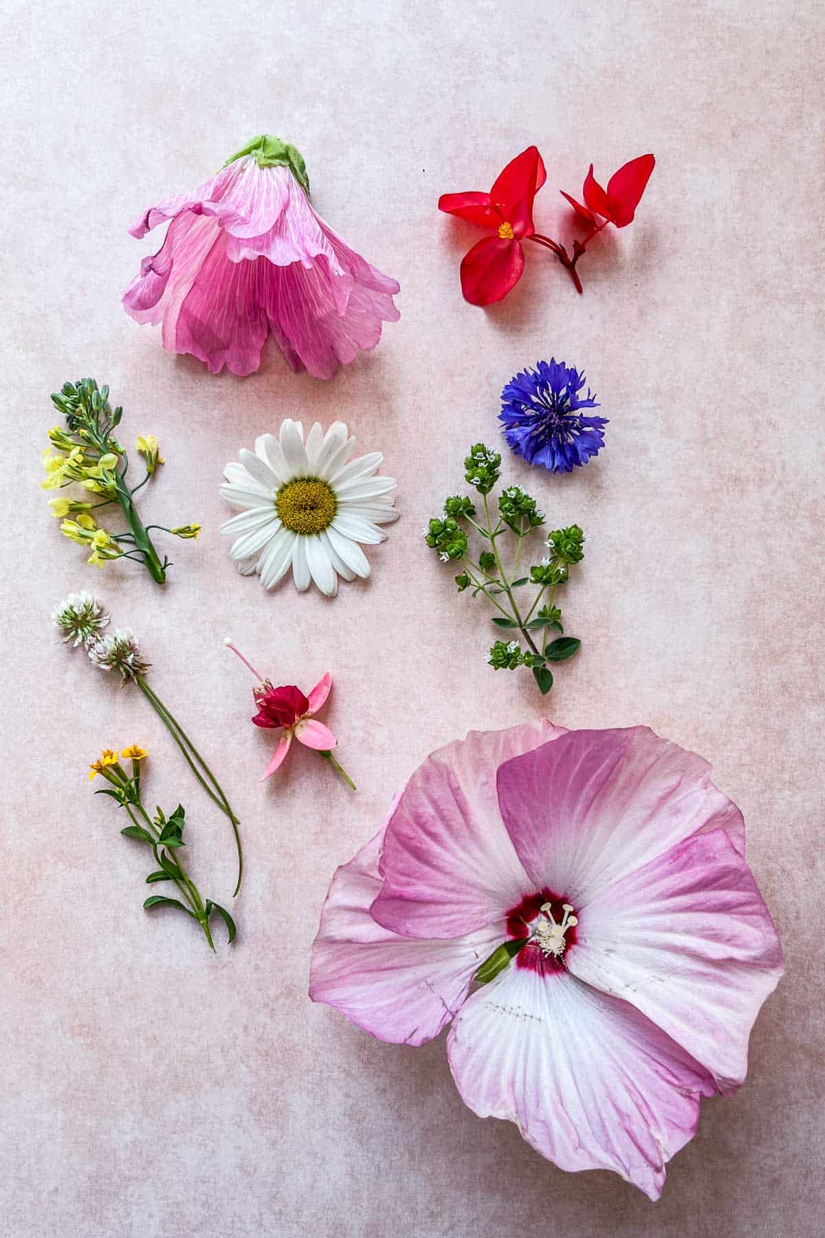 A grouping of edible flowers.