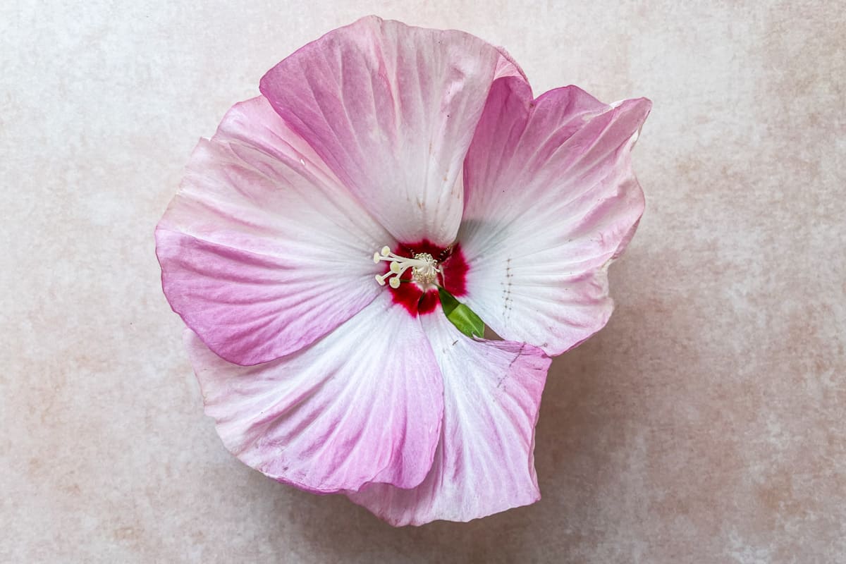 A large pink hibiscus flower.