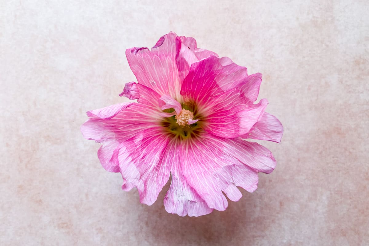 A frilly pink hollyhock flower.