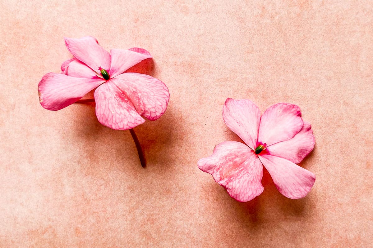 Impatiens flowers on a pink background.