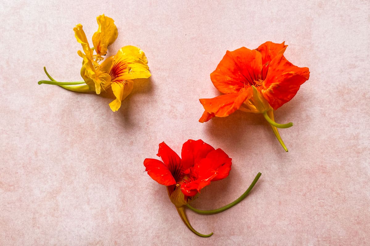 A yellow, orange, and red nasturtium on a pink background.