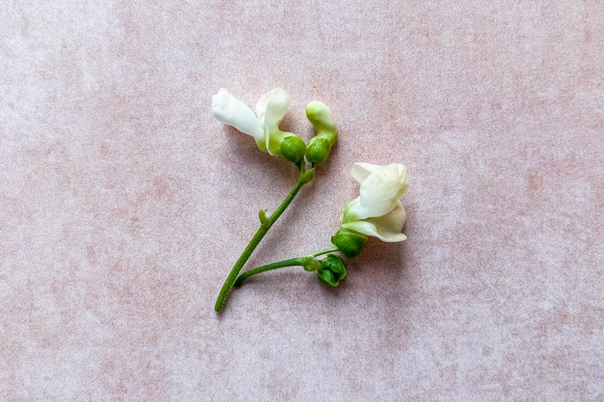 White pea flowers on a pink background.