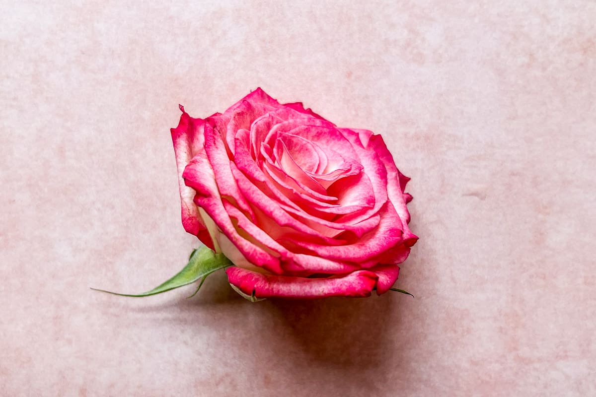 A bright pink rose on a pink background.