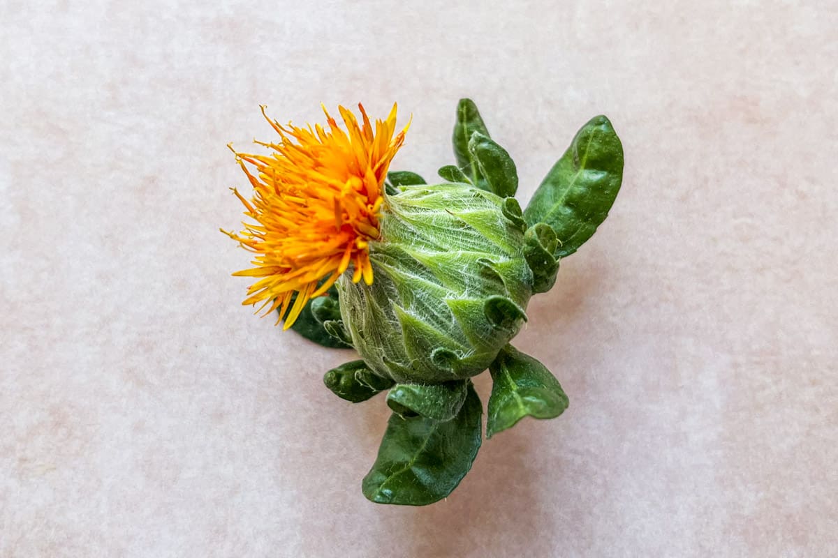 An orange and green safflower on a pink background.