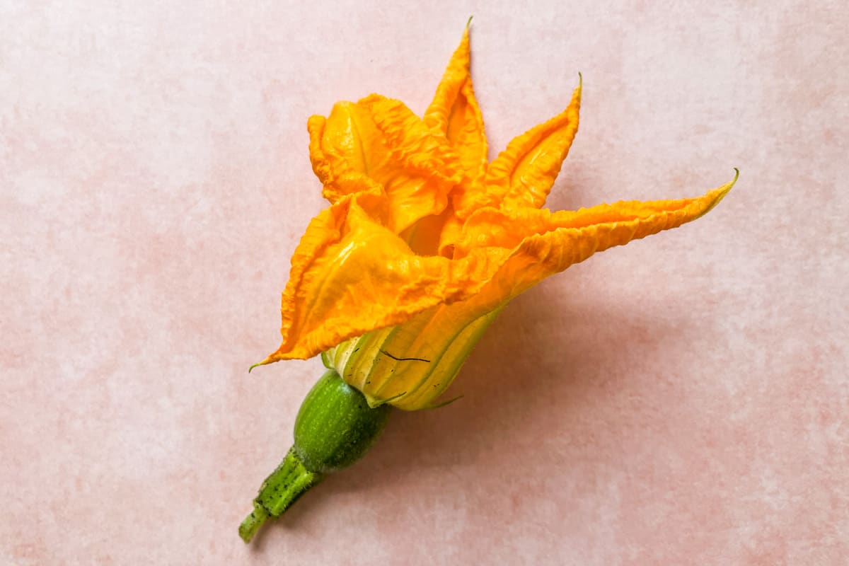 A large yellow squash blossom on a pink background.