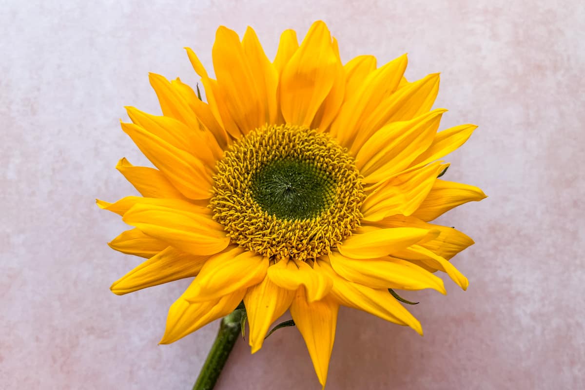 A sunflower on a pink background.