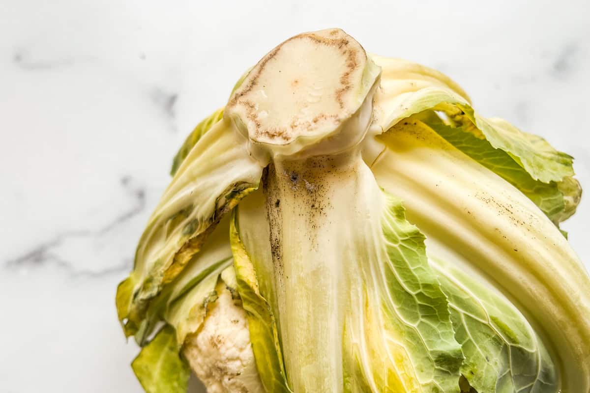 The browned leaves of a cauliflower that has gone bad.