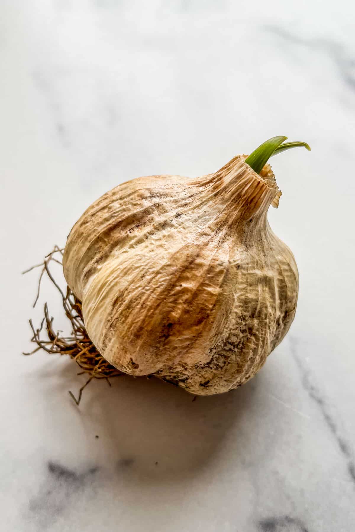 A head of garlic with green sprouts.