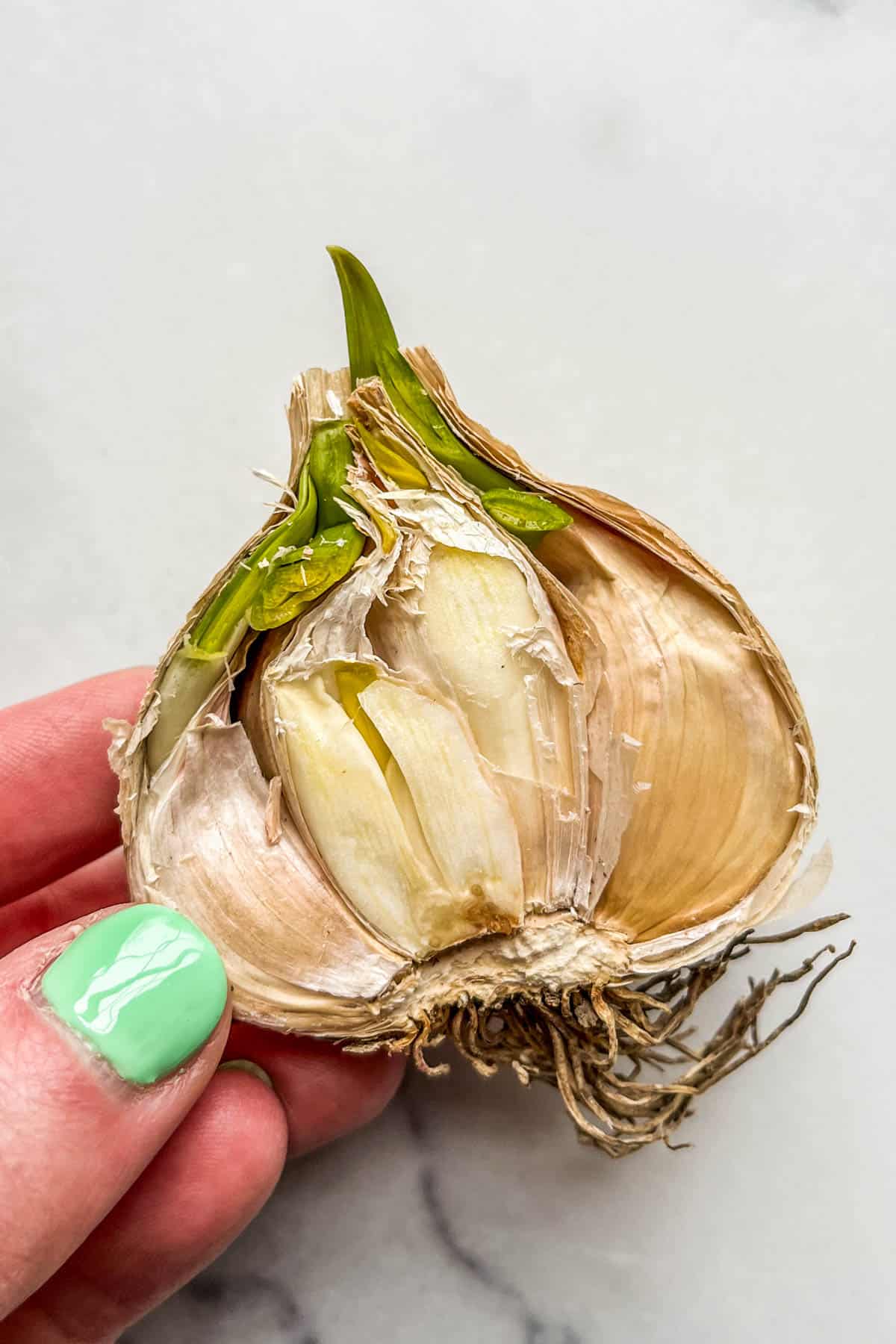A halved head of garlic with green sprouts.