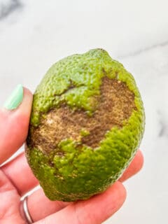 A hand holding a rotten lime.