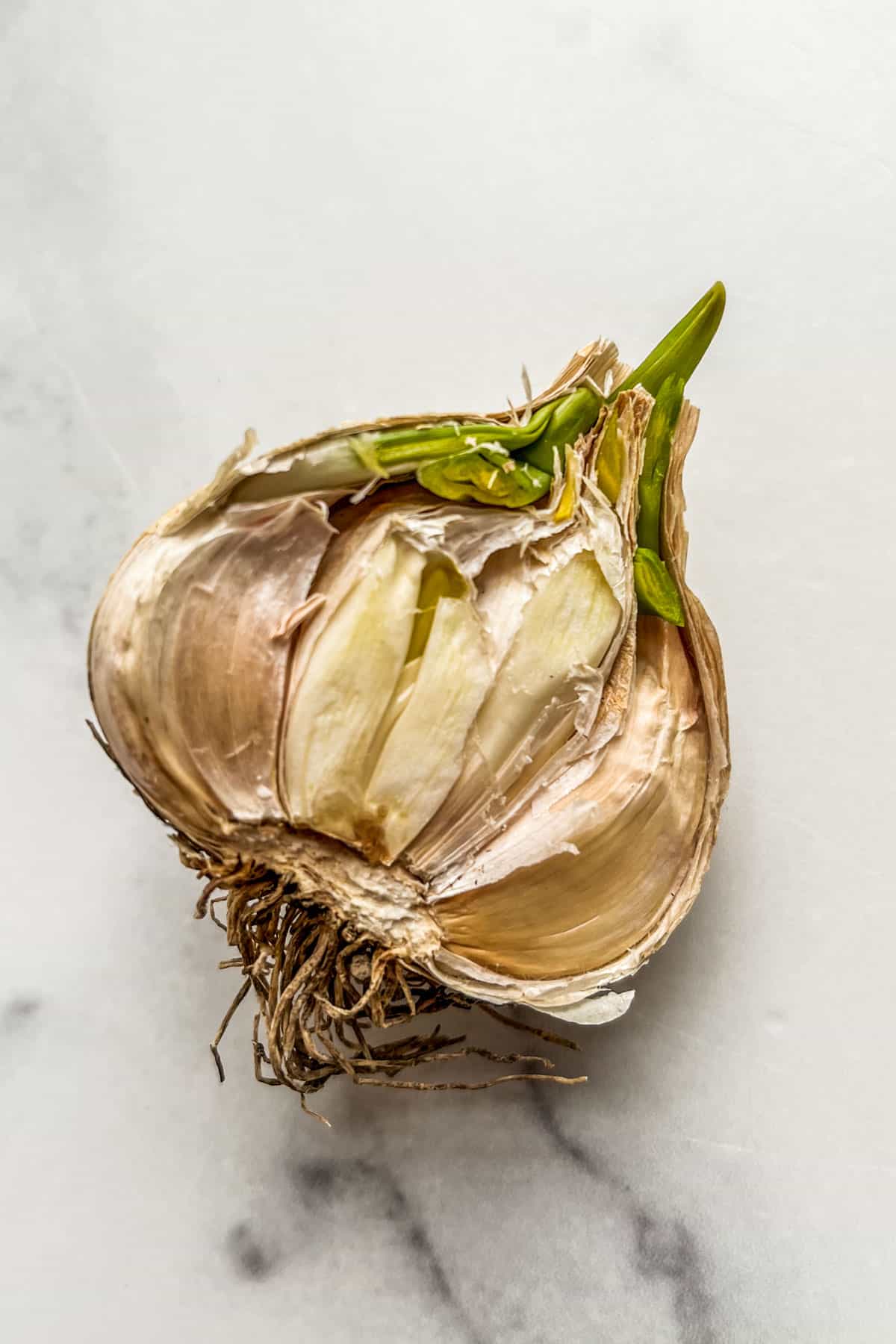 A halved head of garlic with green sprouts and dry cloves.