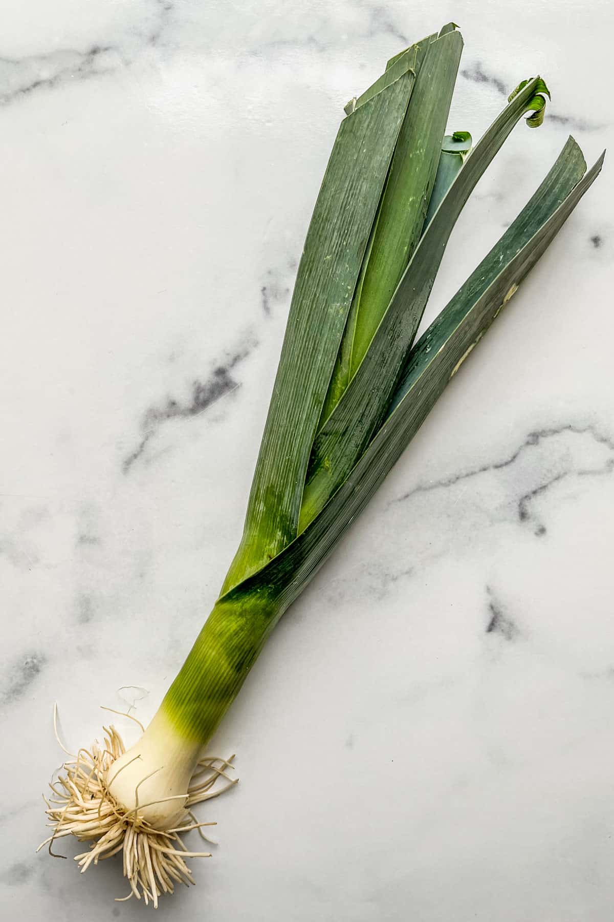 A large leek on a marble background.