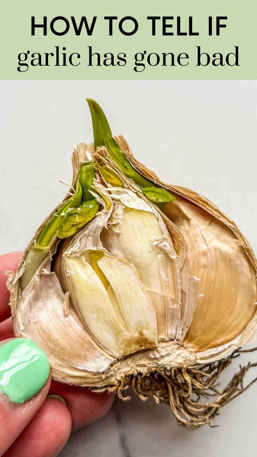 How to Tell if Garlic Has Gone Bad (with photos!) This Healthy Table
