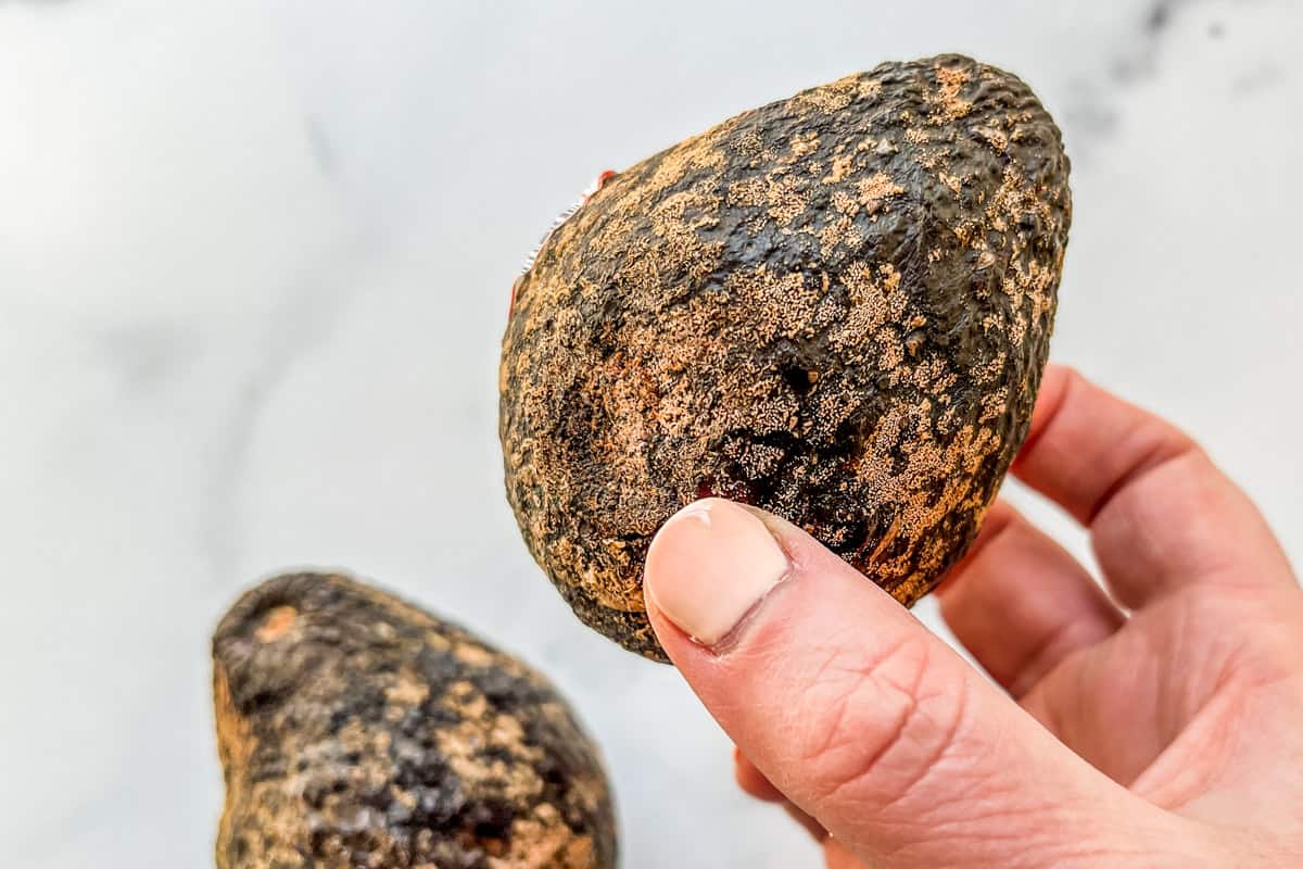 Two avocados with brown mold.