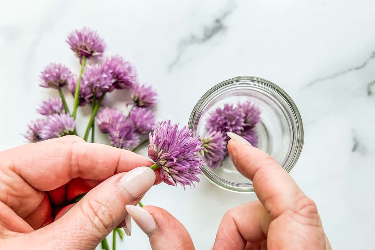 Pulling chive blossoms off stems.