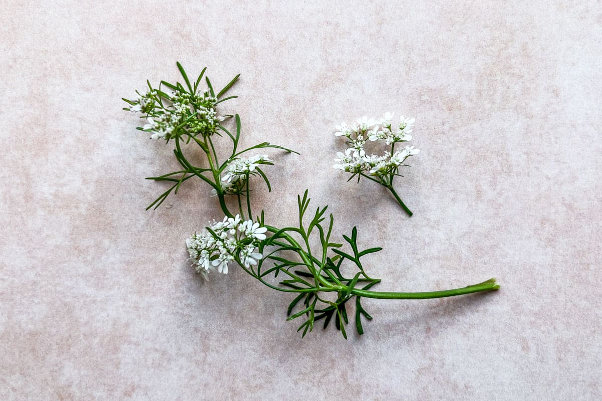 Coriander flowers on a pink background.