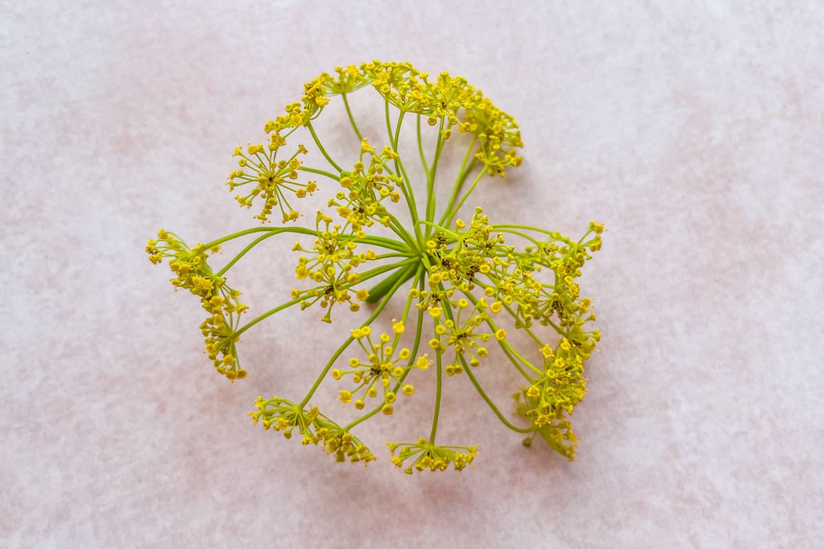 Dill flower on a pink background.