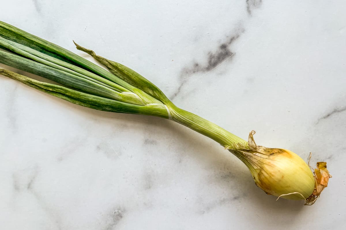 A knob onion.