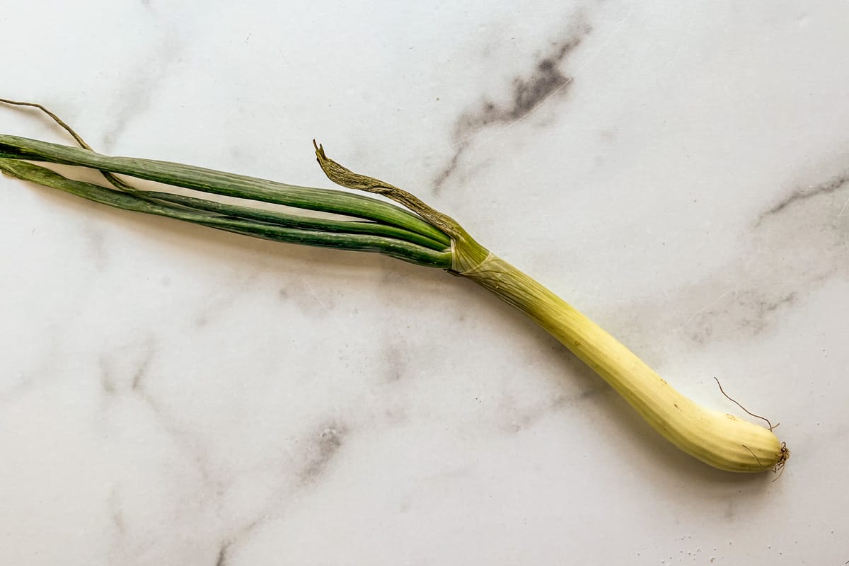 A spring onion.