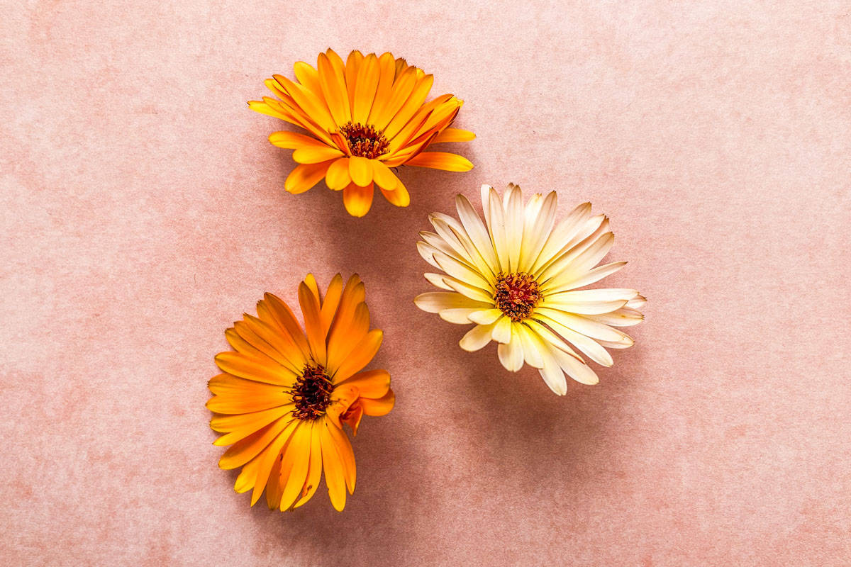 Three calendula flowers.