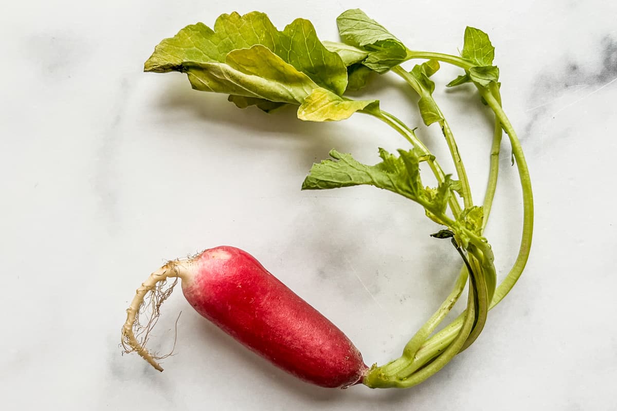 A French breakfast radish with its greens.
