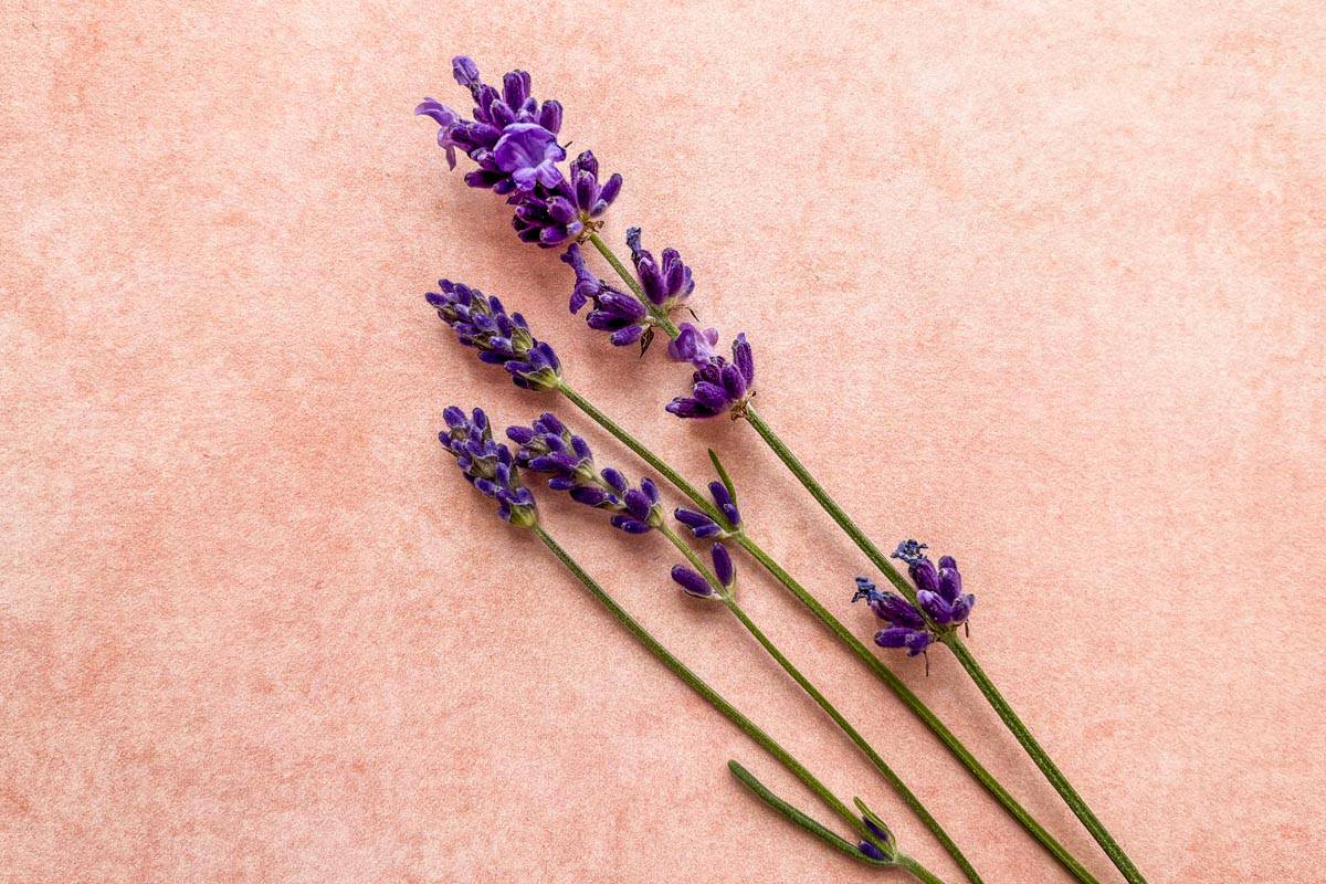 Three stalks of lavender flowers.