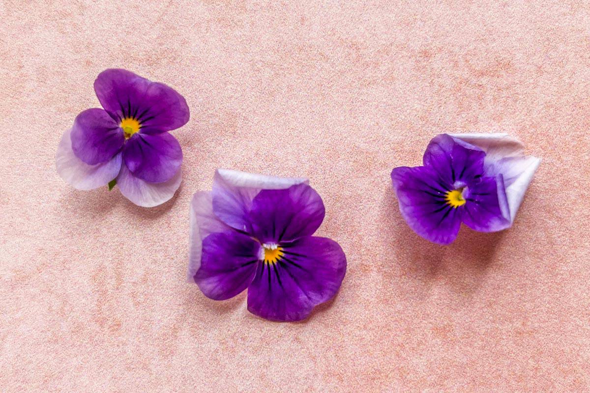 The purple violas.